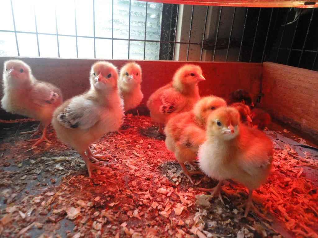Willow Court Farm The Lodge & Petting Farm, 8 Mins From Legoland & Windsor, 15 Mins From Lapland Uk Esterno foto
