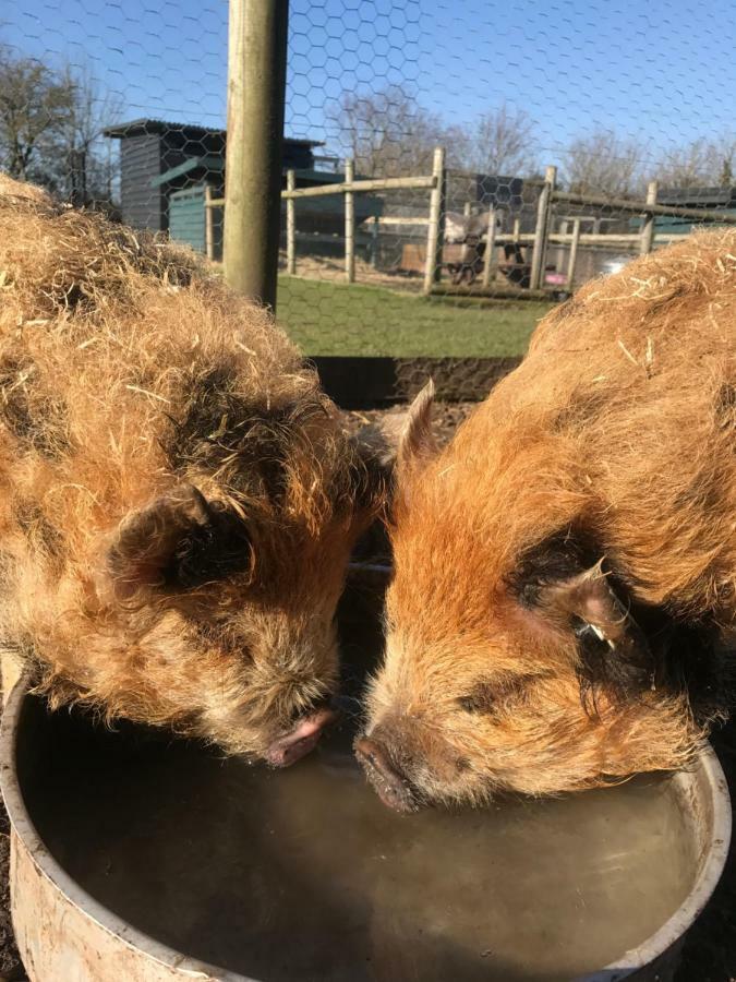 Willow Court Farm The Lodge & Petting Farm, 8 Mins From Legoland & Windsor, 15 Mins From Lapland Uk Esterno foto