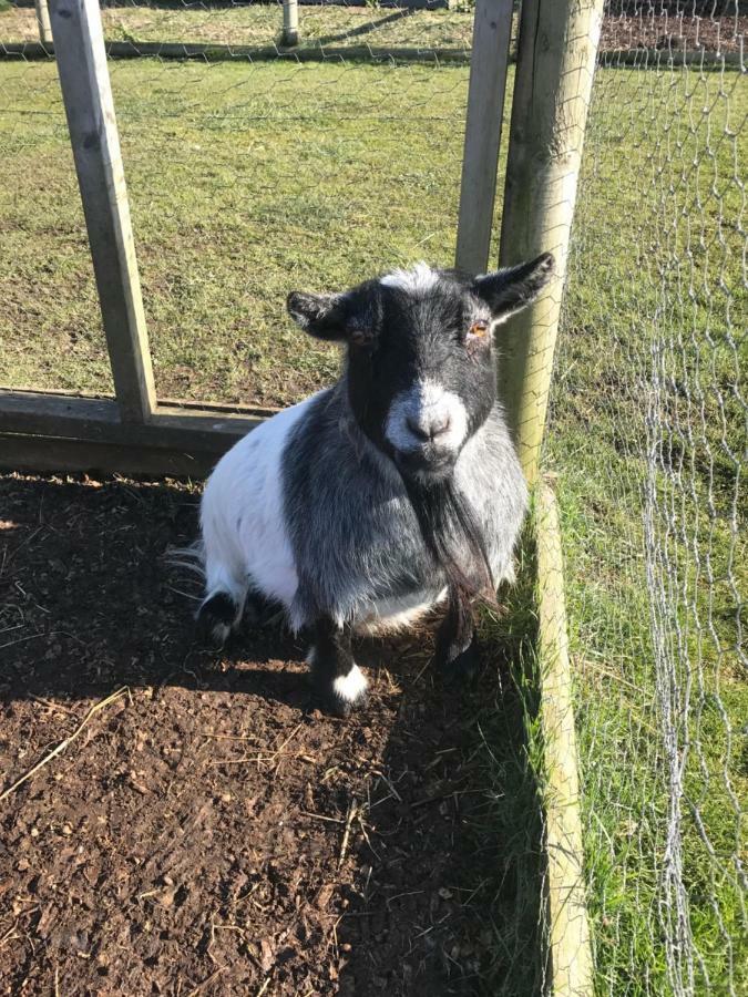 Willow Court Farm The Lodge & Petting Farm, 8 Mins From Legoland & Windsor, 15 Mins From Lapland Uk Esterno foto